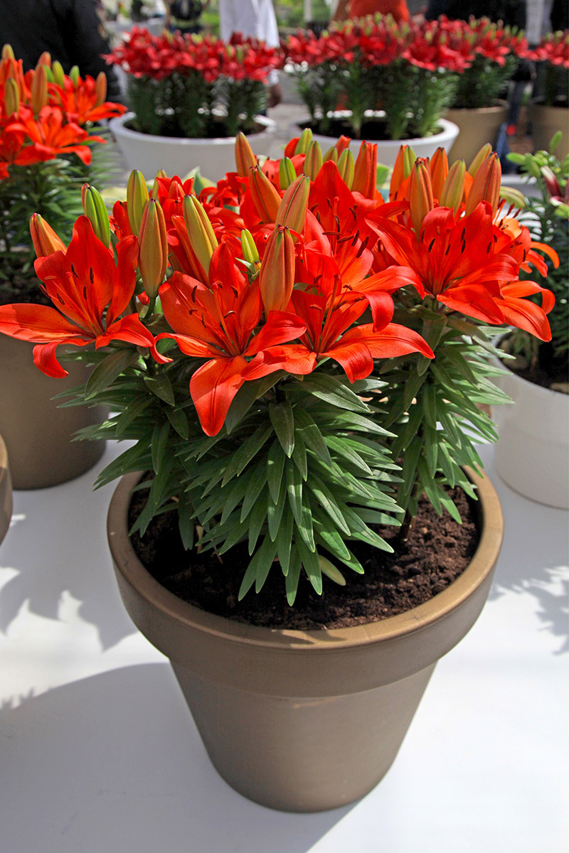 flowers flowers  / yellow flowers