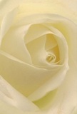 This evocative close-up welcomes you right into the softly lit heart of a cream-white rose, as if you are nestled among its satiny petals yourself. The spiraled design leads the eye inward, each gentle fold inviting the fingertips to trace its silky surface, much like a fleeting mist hovering over nearby Rainham Marshes on a calm morning in Purfleet. Gentle shadows weave between ivory curves, crafting a sense of quiet drama and profound peace-a living embodiment of sympathy, reverence, or the promise of new beginnings. The bloom's nearly translucent edges seem kissed by dew, accentuating its ethereal quality and understated charm. As only a local florist truly can, this rose has been composed to evoke subtle emotions for tender occasions, making it a thoughtful choice for those seeking to express admiration, comfort, or remembrance. With each meticulously arranged petal, the artistry, scent, and soothing presence of this rose shine through-ready to be delivered across Purfleet by those who understand the powerful language of flowers.
